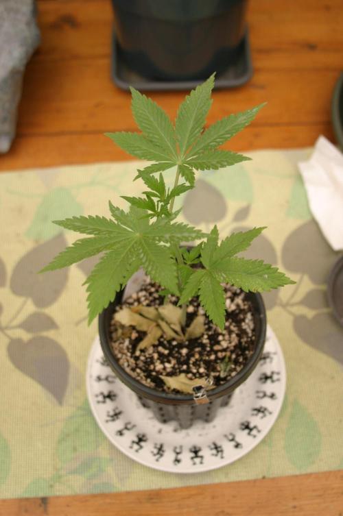 I know what you planted last summer. Week 4
