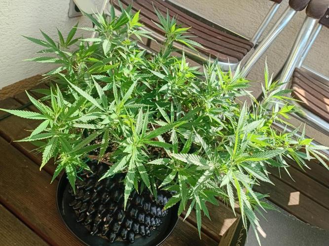 Strength and Medical Mass. Week 17 - Sunny me warms the Heart