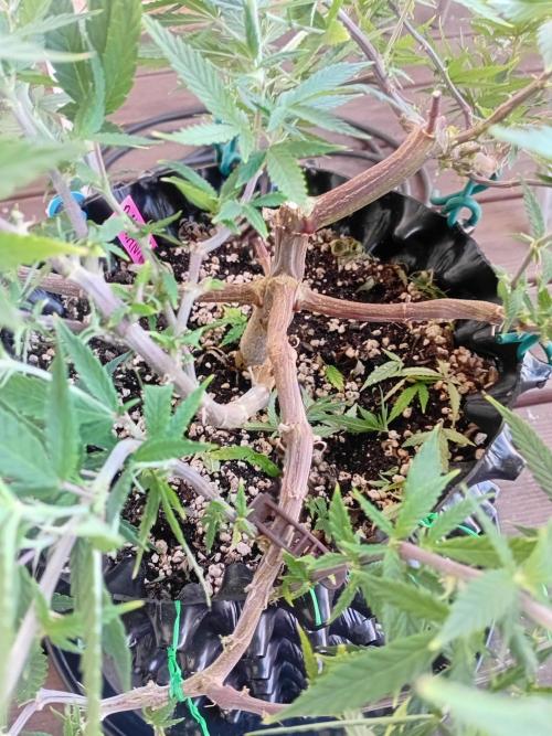 Strength and Medical Mass. Week 17 - Insight