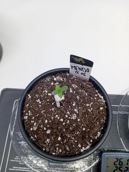 Luzid Mendo Crème Dream 🍦😺. Week 1