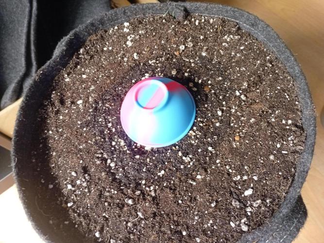 Wedding Cake Without a Bride ❤️‍?. Week 0