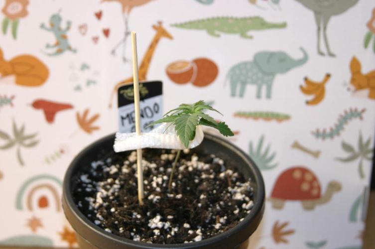 Luzid Mendo Crème Dream 🍦😺. Week 2