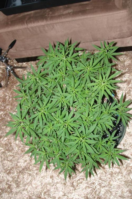 Strength and Medical Mass. Week 18
