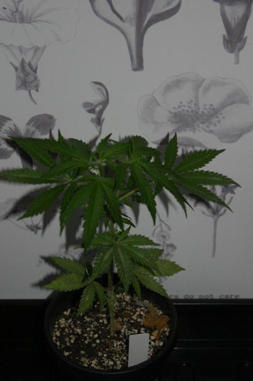 Strawberry Blue Early Harvest. Week 5