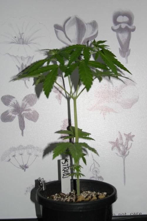 Between Growth and Madness. Week 5
