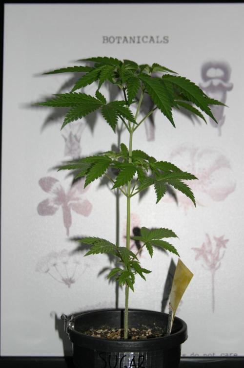 Green Thumbs at the Traphouse. Week 5
