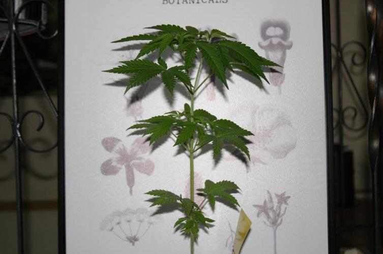Green Thumbs at the Traphouse. Week 5