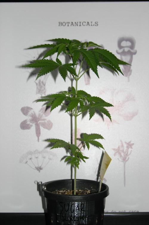 Green Thumbs at the Traphouse. Week 5