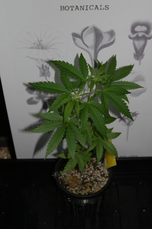 Green Thumbs at the Traphouse. Week 5