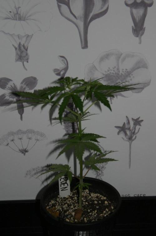 I know what you planted last summer. Week 5