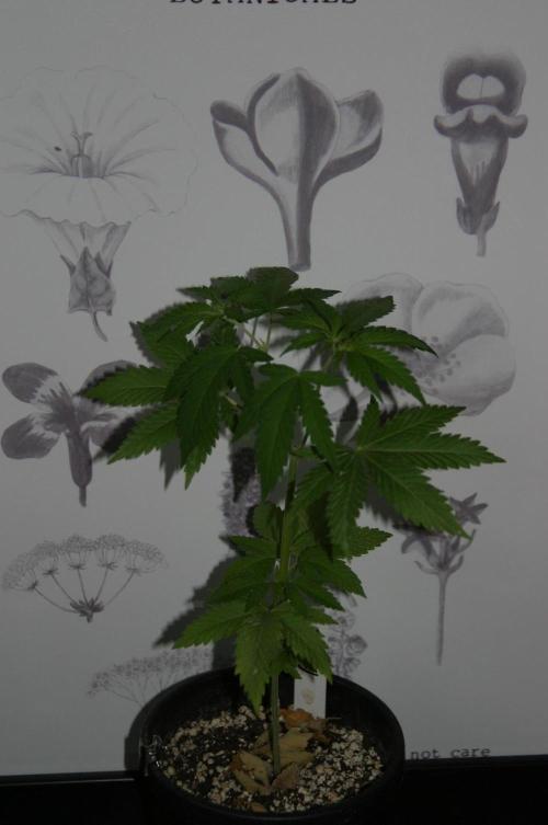 Photosynthesis on the Burnerphone. Week 5