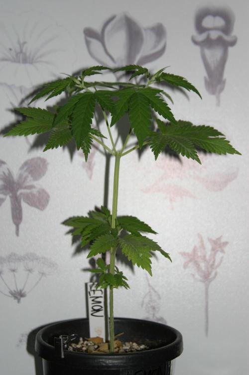 Photosynthesis on the Burnerphone. Week 5