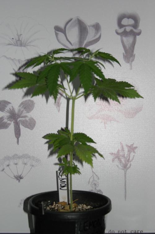 Photosynthesis on the Burnerphone. Week 5