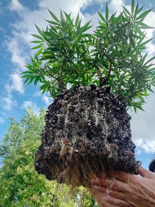 Royal Queen Seeds - Medical Mass by Kushycat