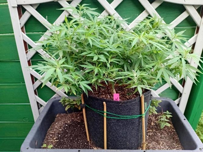 Strength and Medical Mass. Week 19