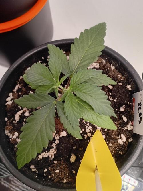 Ayyy Caramba, Mr. Bumblebee! 😹🐝. Week 3