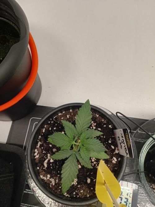 Ayyy Caramba, Mr. Bumblebee! 😹🐝. Week 3