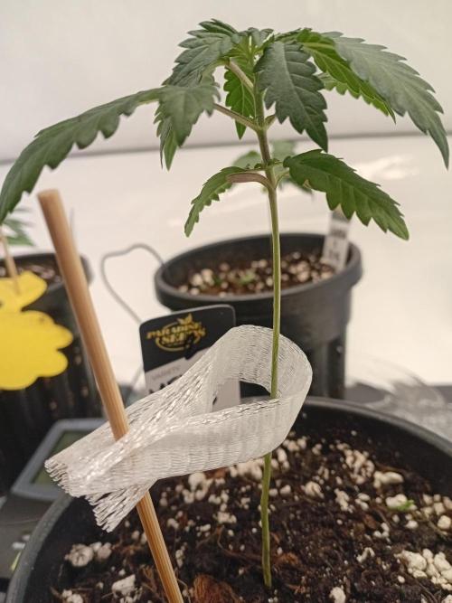 Luzid Mendo Crème Dream 🍦😺. Week 3