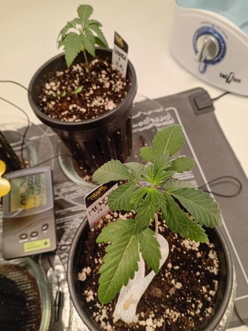 Luzid Mendo Crème Dream 🍦😺. Week 3