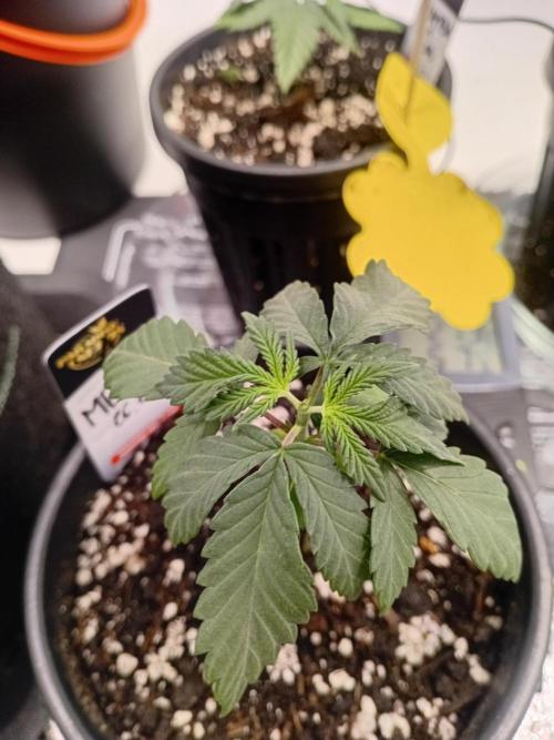 Luzid Mendo Crème Dream 🍦😺. Week 3