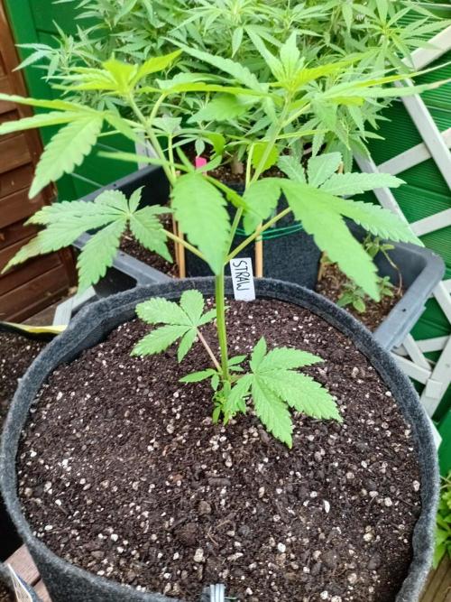 Between Growth and Madness. Week 6