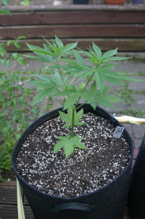 Between Growth and Madness. Week 6