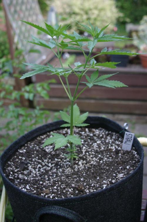 Between Growth and Madness. Week 6