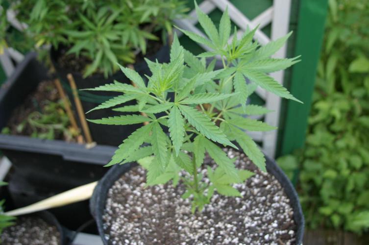 Strawberry Blue Early Harvest. Week 6