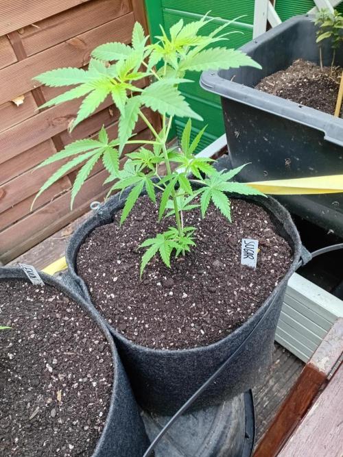 Green Thumbs at the Traphouse. Week 6
