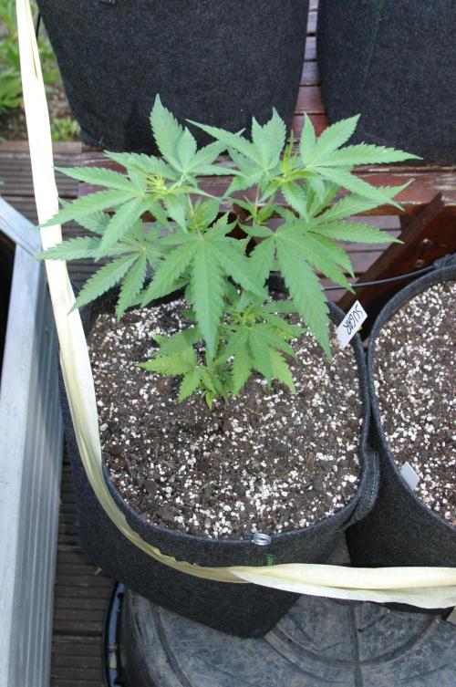 Green Thumbs at the Traphouse. Week 6