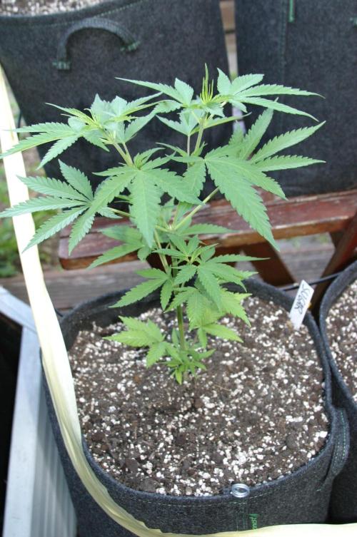 Green Thumbs at the Traphouse. Week 6