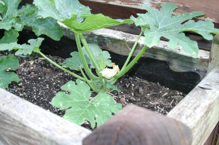 Green Thumbs at the Traphouse. Week 6
