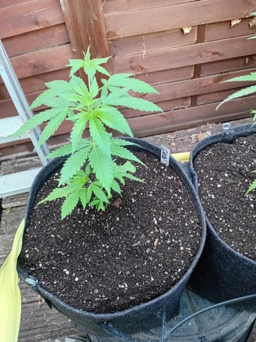 Photosynthesis on the Burnerphone. Week 6