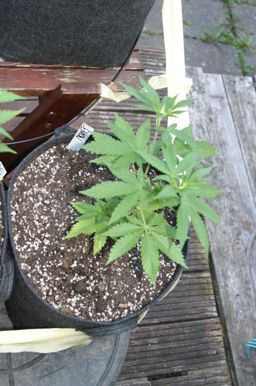 Photosynthesis on the Burnerphone. Week 6
