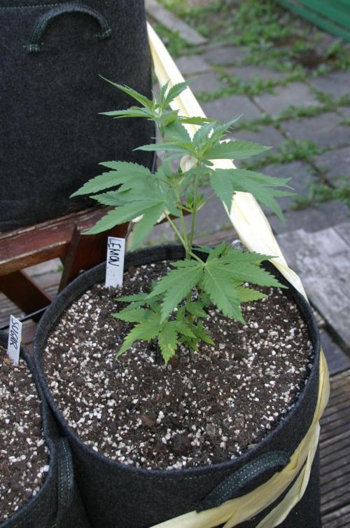 Photosynthesis on the Burnerphone. Week 6
