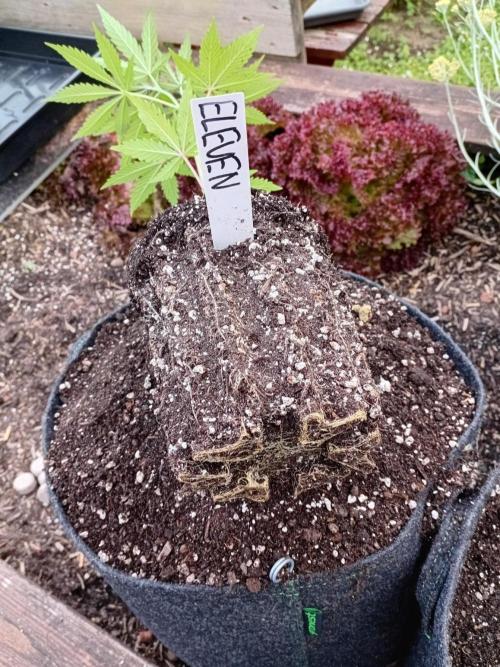 I know what you planted last summer. Week 6