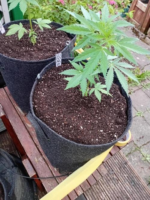 I know what you planted last summer. Week 6