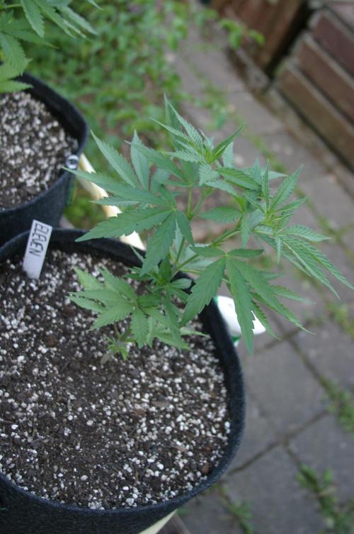 I know what you planted last summer. Week 6