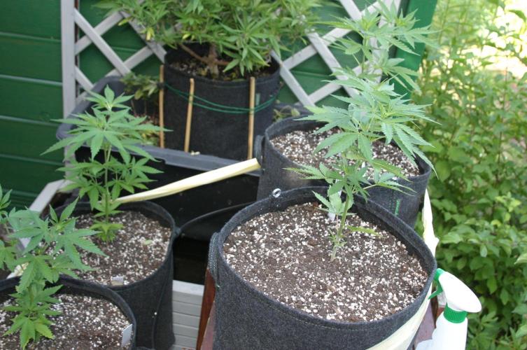 I know what you planted last summer. Week 6