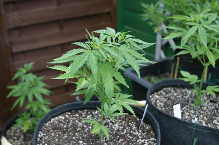 I know what you planted last summer. Week 6