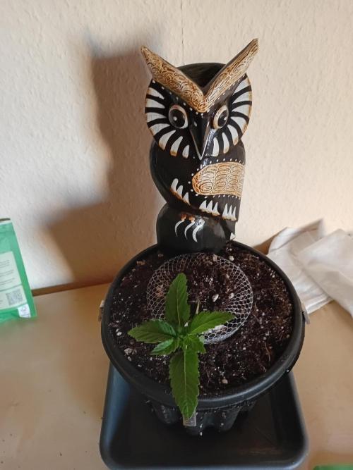 Bubblegum XL. Week 1