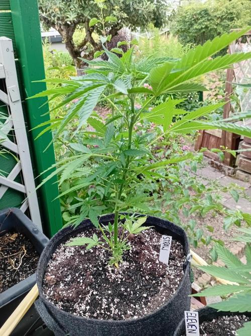 Between Growth and Madness. Week 7