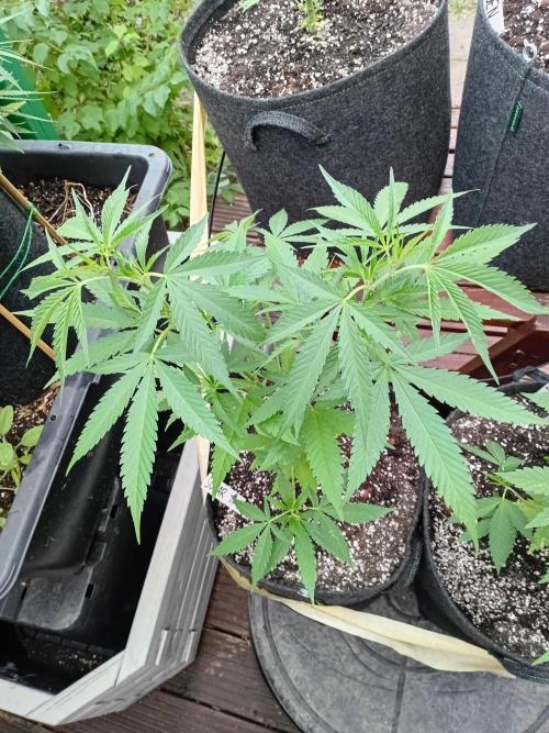 Green Thumbs at the Traphouse. Week 7