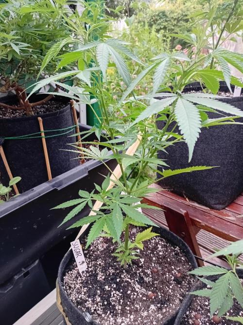 Green Thumbs at the Traphouse. Week 7