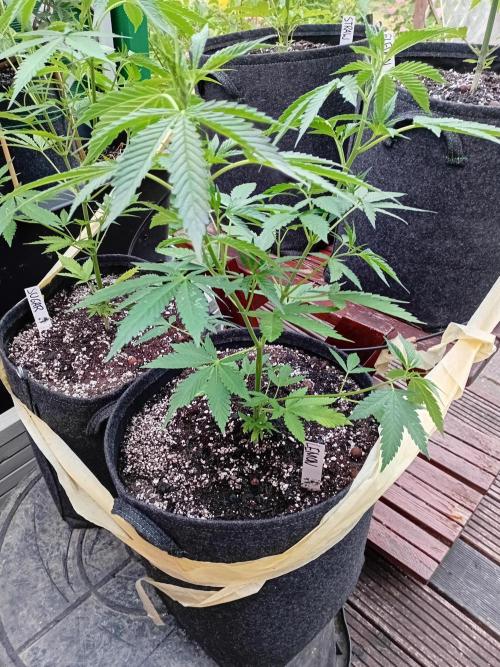 Photosynthesis on the Burnerphone. Week 7