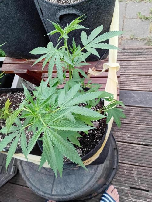 Photosynthesis on the Burnerphone. Week 7