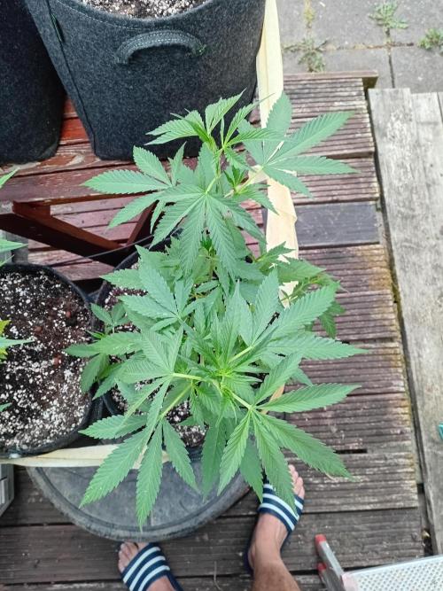 Photosynthesis on the Burnerphone. Week 7