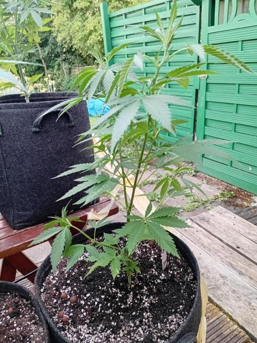 Photosynthesis on the Burnerphone. Week 7
