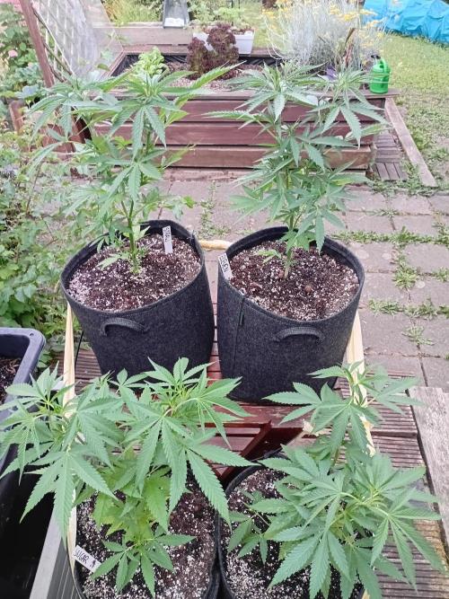 frux GROW ALL MIX PERLITE. Week 7