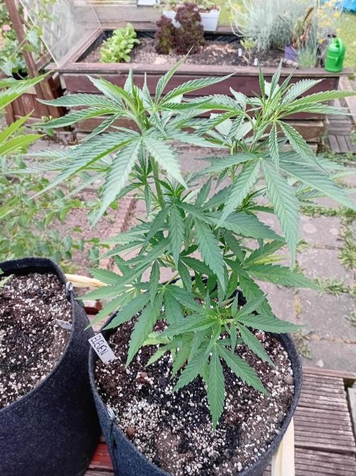 I know what you planted last summer. Week 7